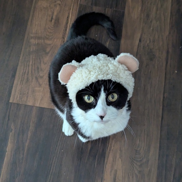 Meet your Posher, Sarah - Picture 1 of 1